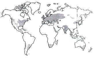 Globe showing major growing areas